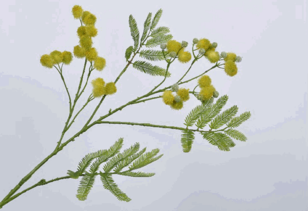 Διακοσμητικό λουλούδι Mimosa leaf yellow/green